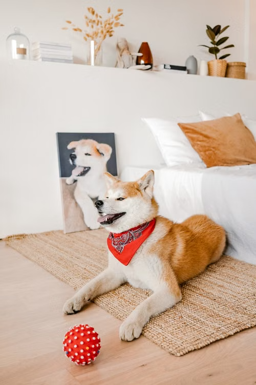 Happy dog lying on a carpet at home for a custom canvas print